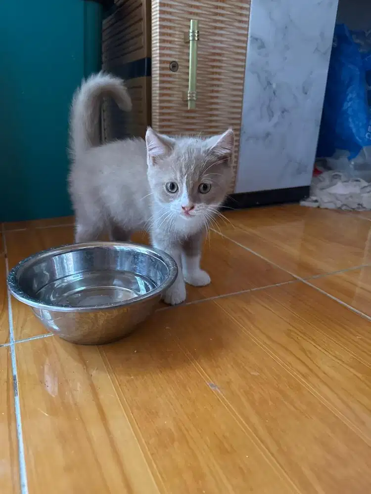 Bsh bico fawn non ped