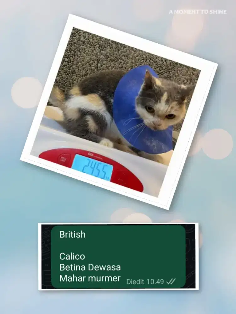 British Betina Calico