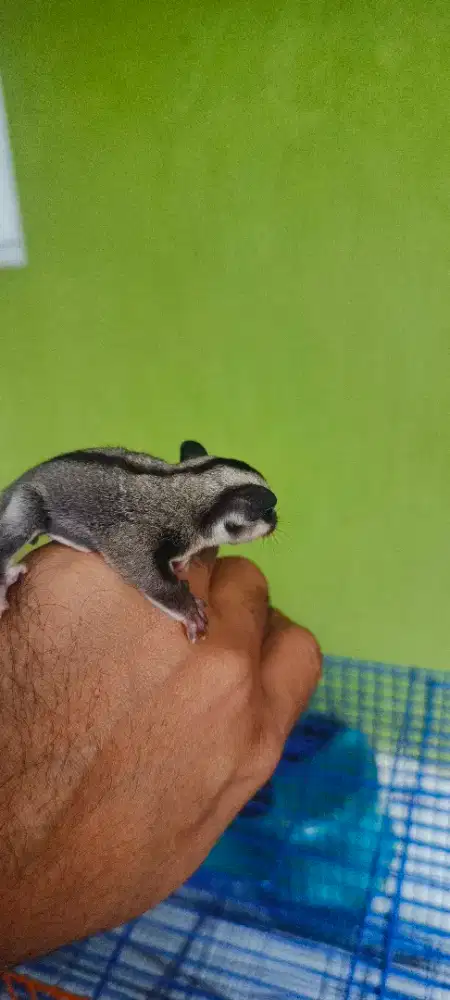Sugar glider classic grey betina joey