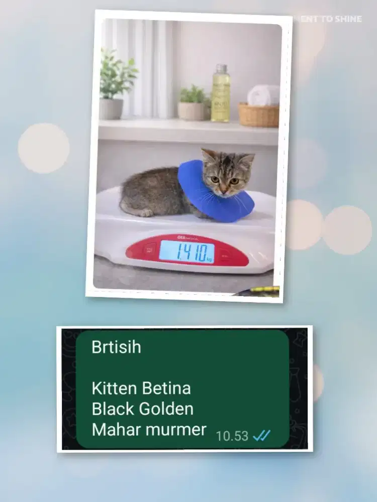 British Kitten Betina