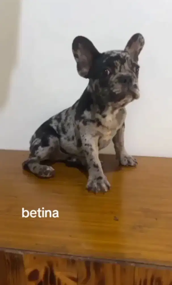 Marle French Bulldog betina
