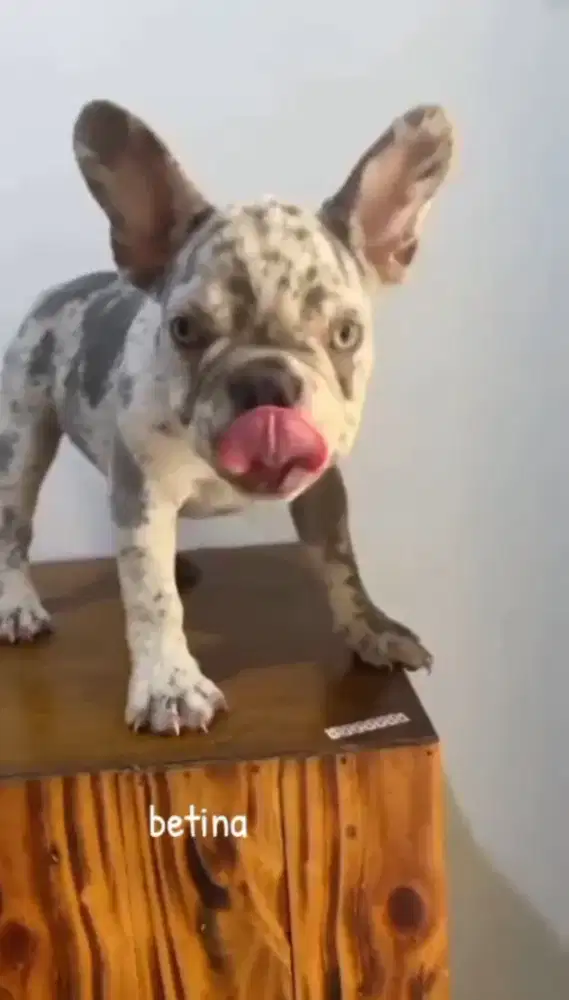 Jual French Bulldog betina