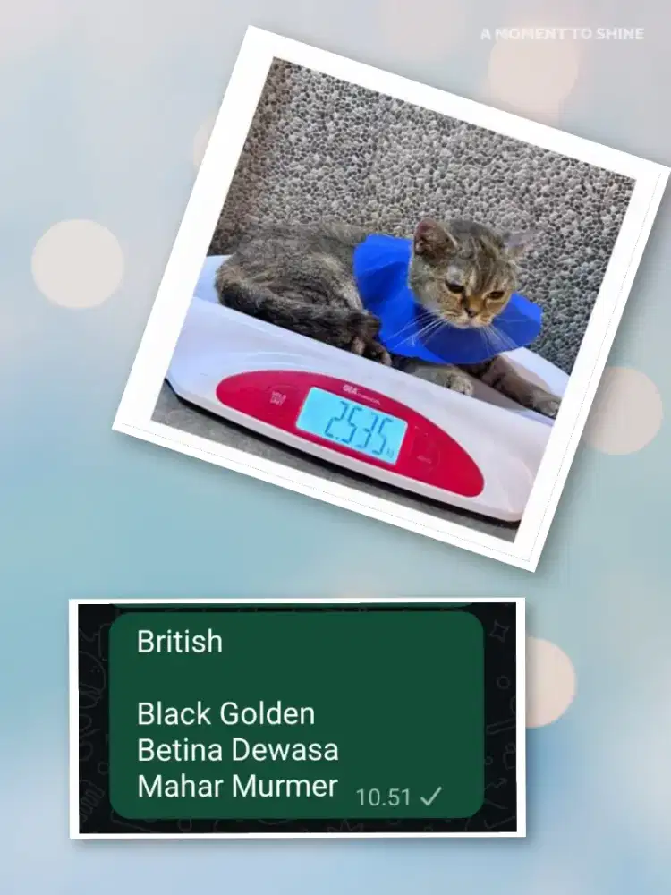 Britsh Betina Dewasa