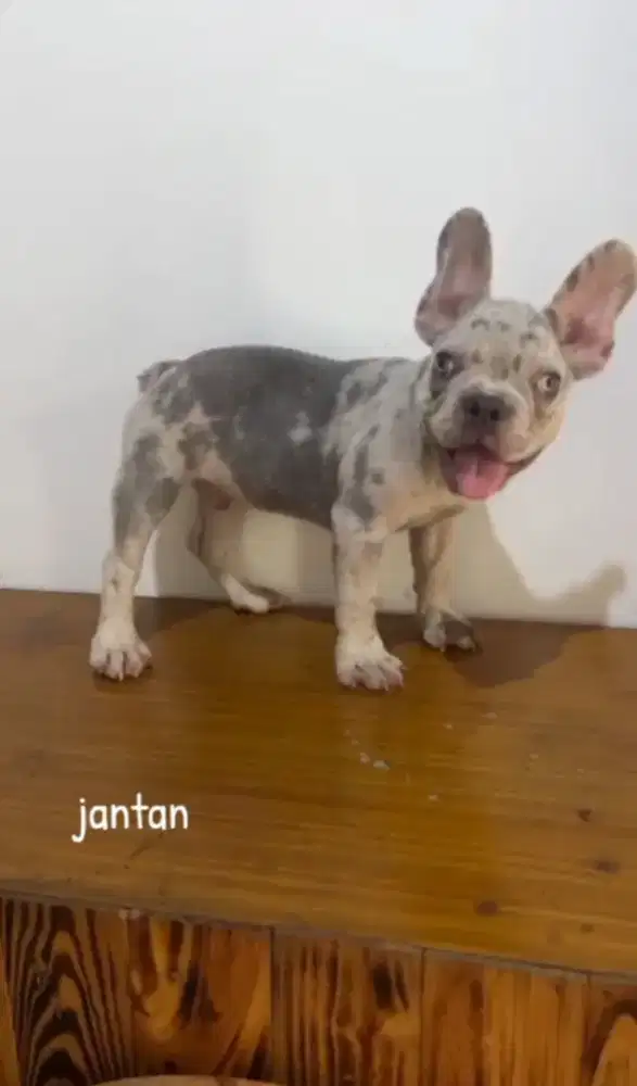 French Bulldog jantan