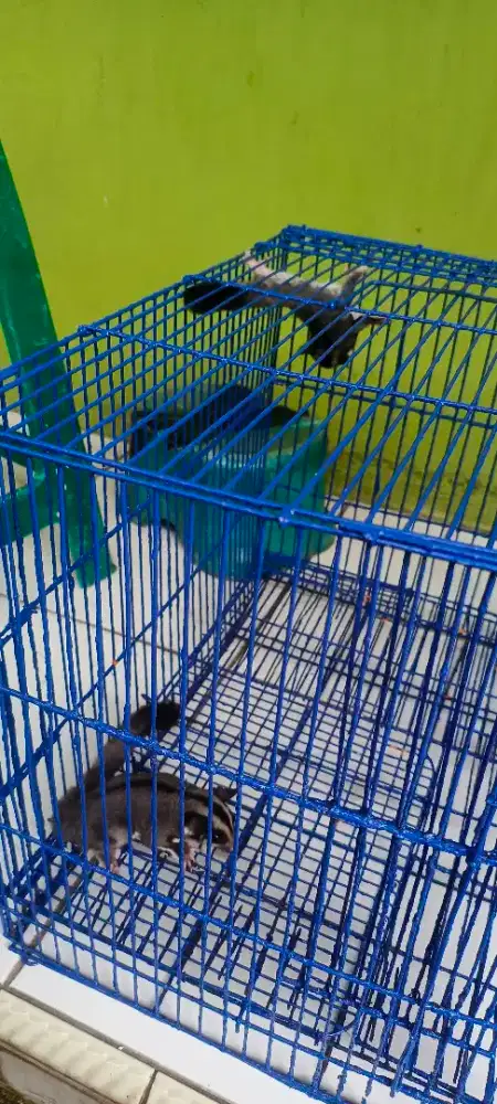 Sugar glider classic grey Joey sepasang