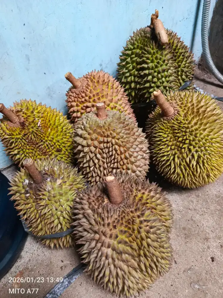 Durian lokal kalibawang
