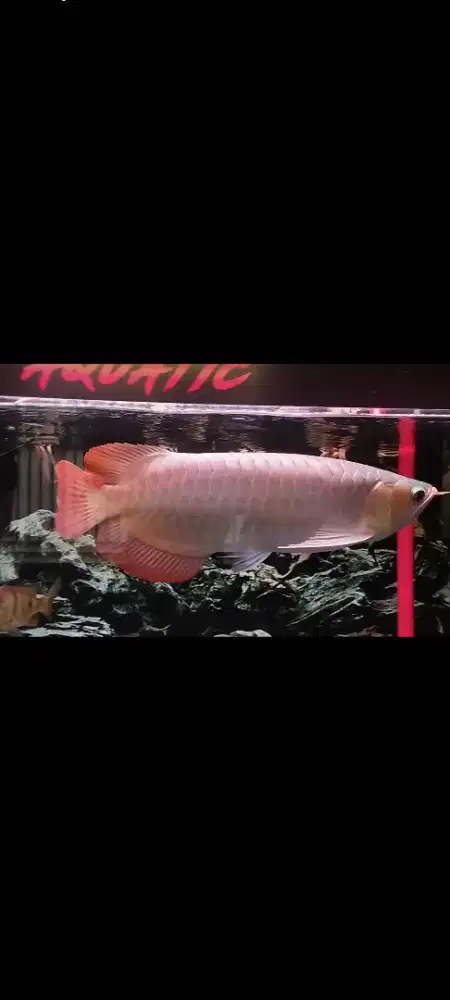 Sr -+45cm Body lebar Ekor Lebar