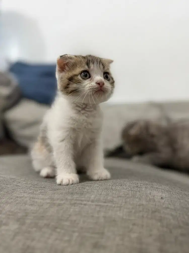 BSH British Scottish - Calico