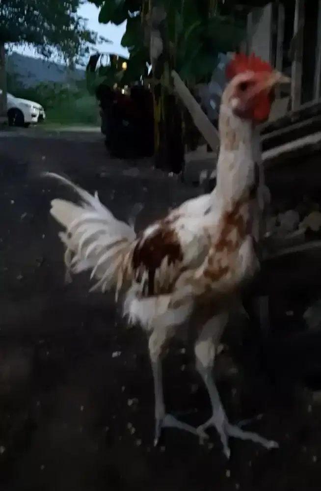 Ayam pelung remaja