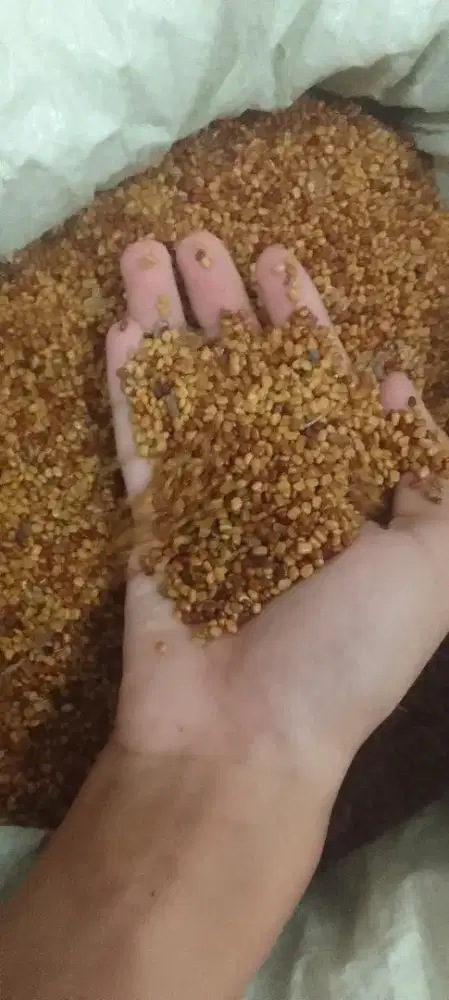 Benih CM ( Calopogonium Mucunoides) - Min 50 kg