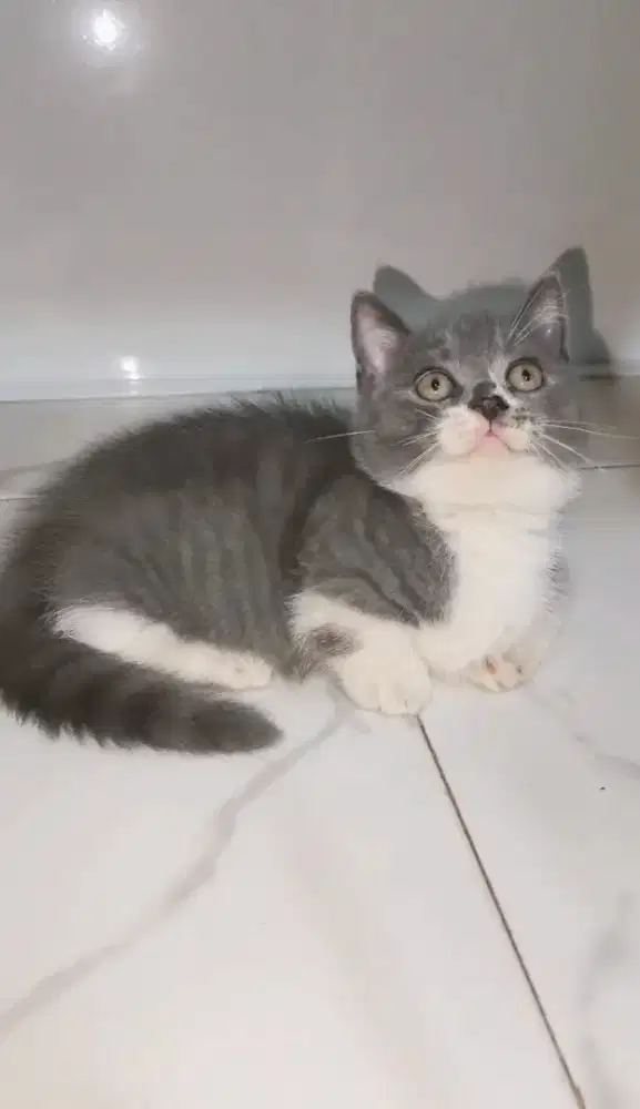 Bsh munchkin bicolor blue