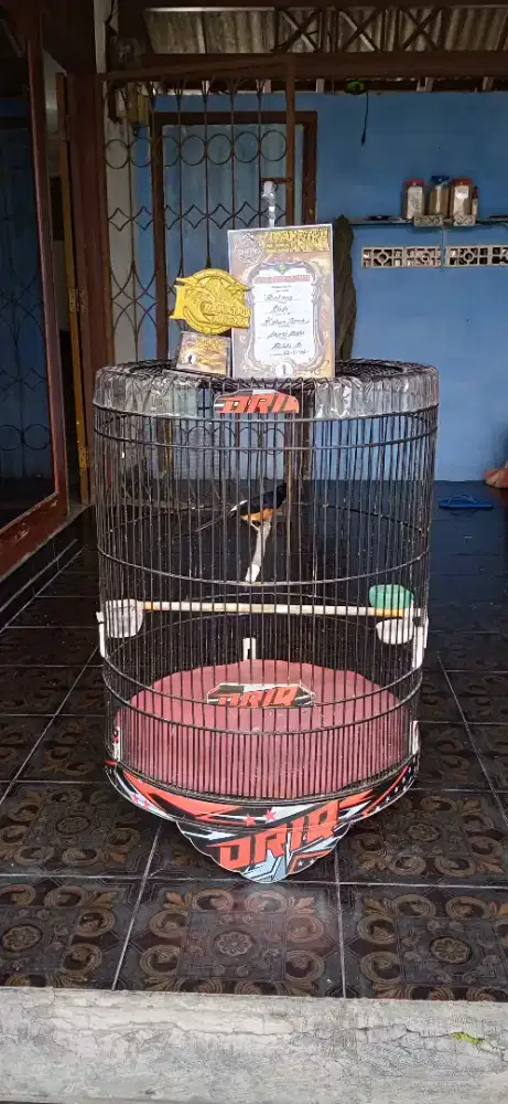 Burung murai batu gacor prestasi