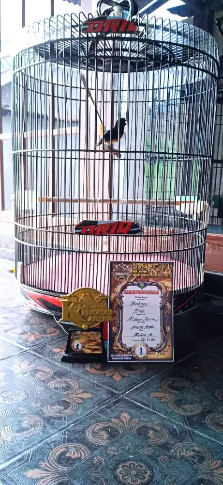 Burung murai batu gacor prestasi