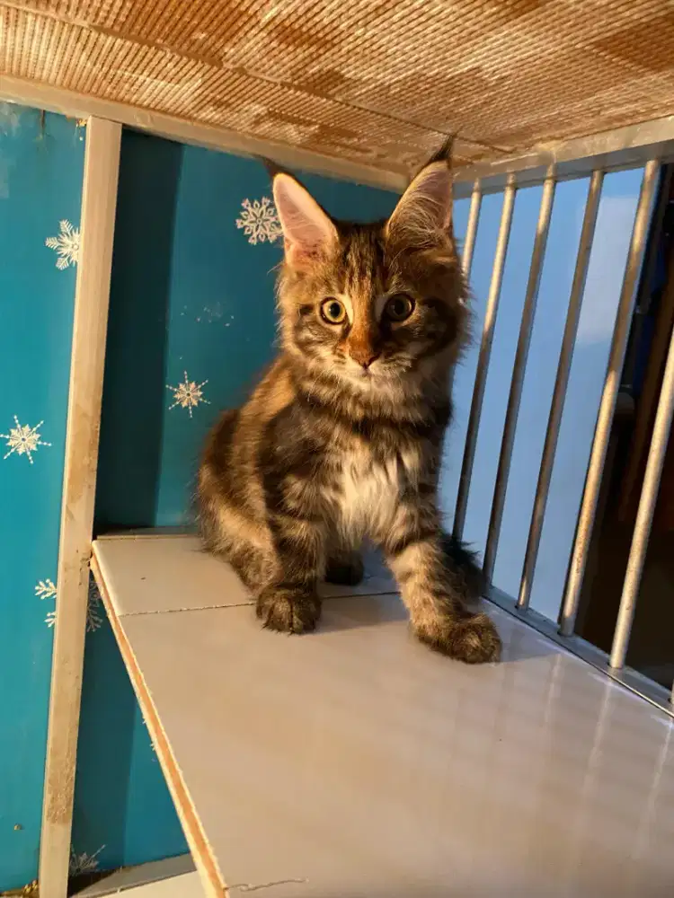 Kucing Mainecoon Pure