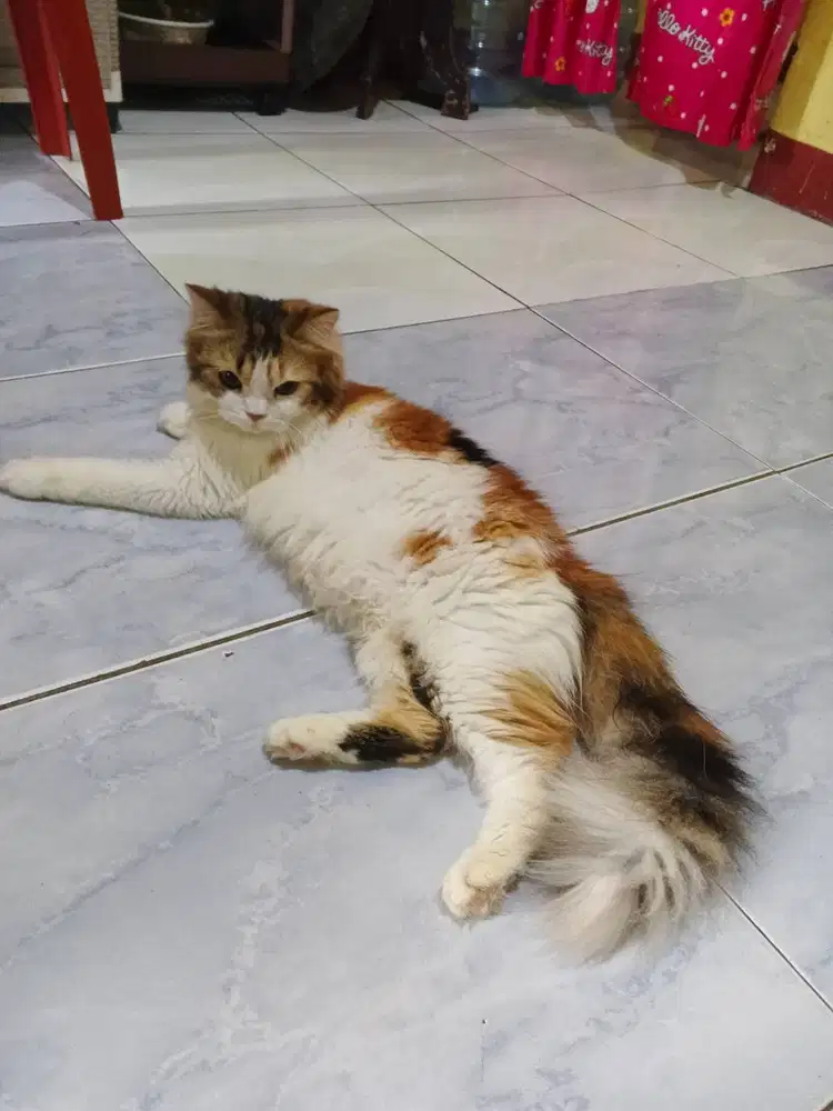 Kucing Persia medium