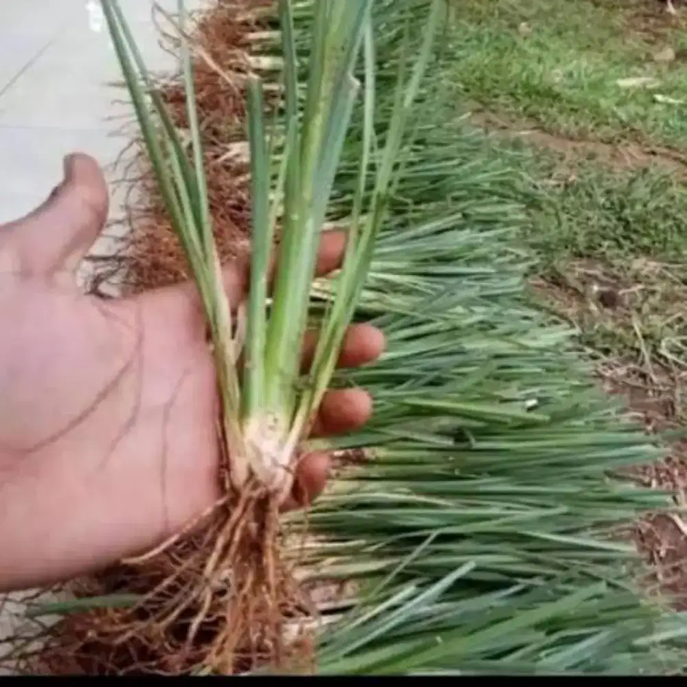 Vetiver rumput Alang Alang panjang akar lima meter