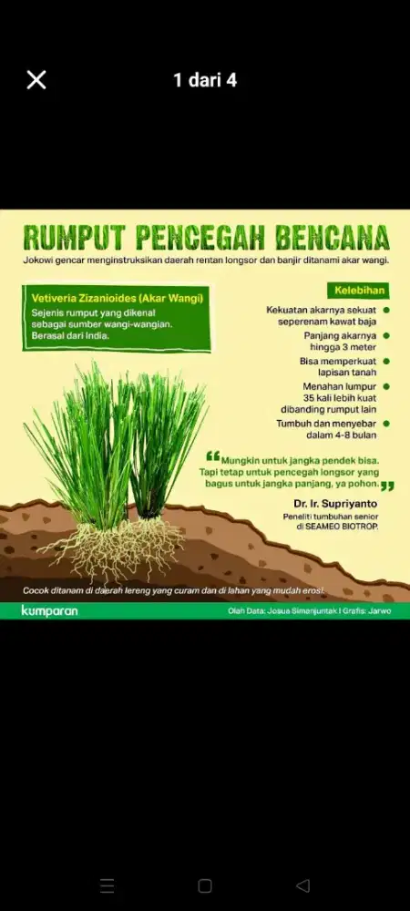 Rumput vetiver ready stock pusat pembelian