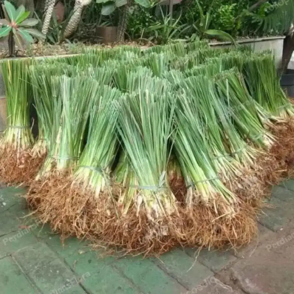 Rumput vetiver ready stock pusat pembelian