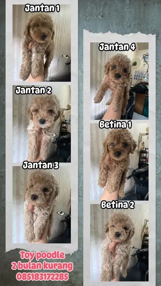Toy poodle jantan dan betina
