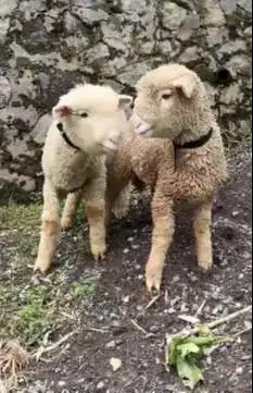 5 ekor anakan domba merino 4 bln 1 jantan 4 betina super unggulan puas