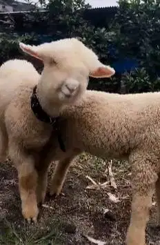 5 ekor anakan domba merino 4 bln 1 jantan 4 betina super unggulan puas