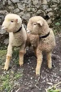 5 ekor anakan bibit domba merino 4 bln 1 jantan 4 betina unggulan puas