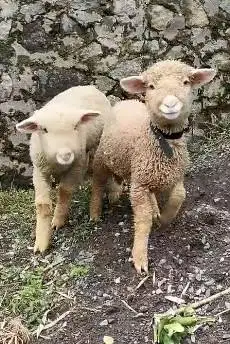 5 ekor anakan bibit domba merino 4 bln 1 jantan 4 betina unggulan puas