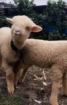 5 ekor anakan bibit domba merino 4 bln 1 jantan 4 betina unggulan puas