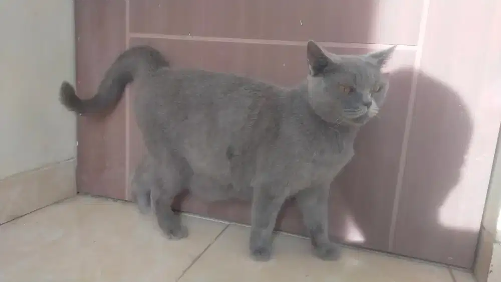 Kucing British short hair/BSH indukan