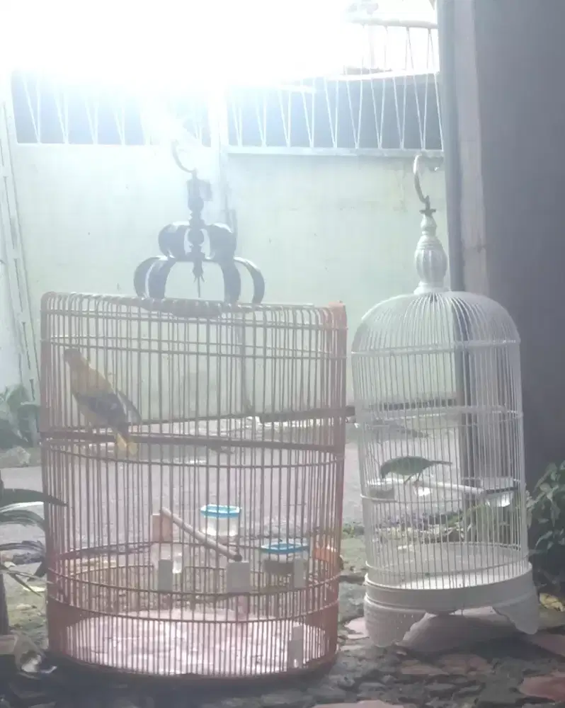 Jual paketan kepodang + Jomin..burung aja