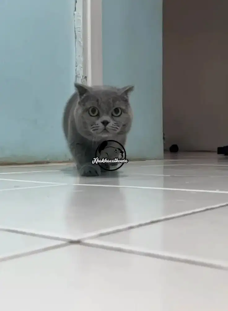 Jasa Pacak BSH Munchkin Fold (Gaelic)