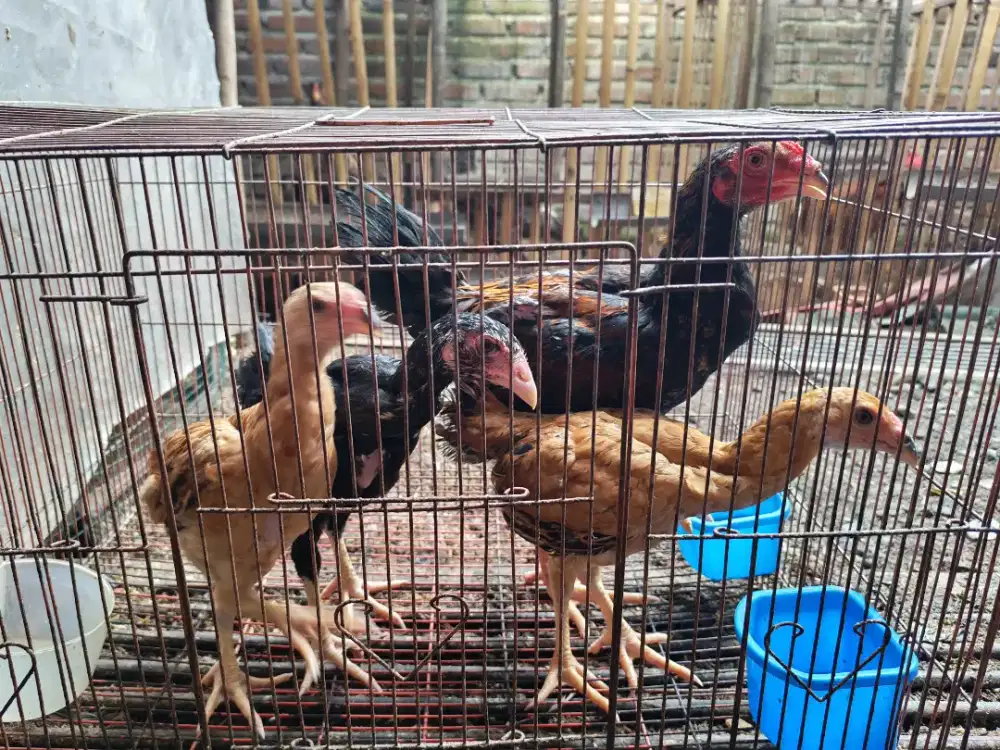 Ayam Kampung Unggulan