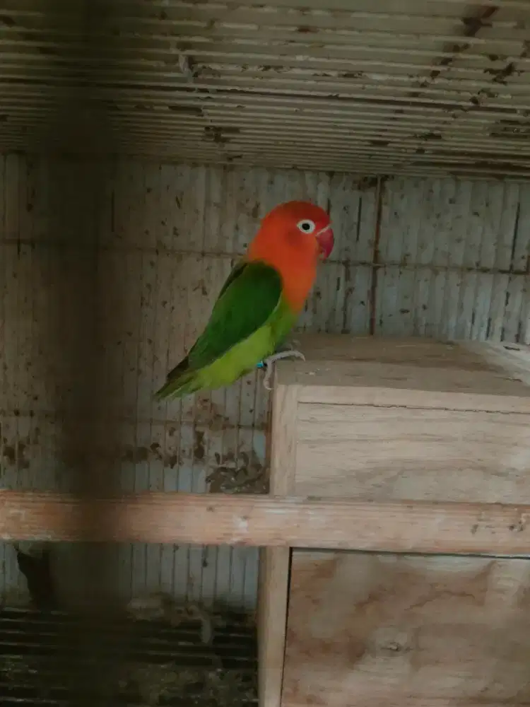 Burung Lovebird Biola Betina Janda