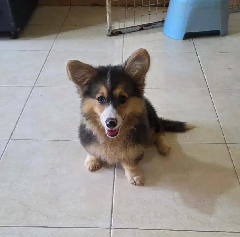 Corgi 3 bulan stambum betina lucu dan gembul