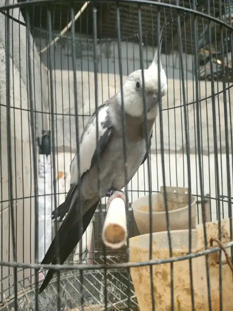 Burung Parkit Australia/ Falk Jantan Siapan Gacor