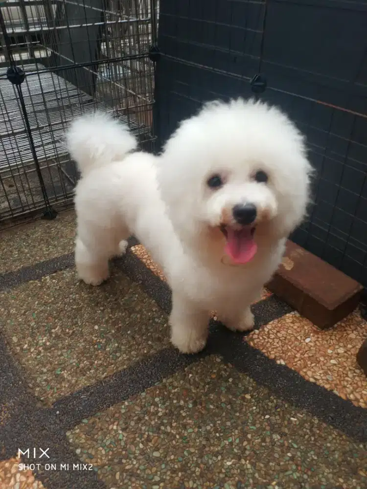 Pejantan Bichonfrise