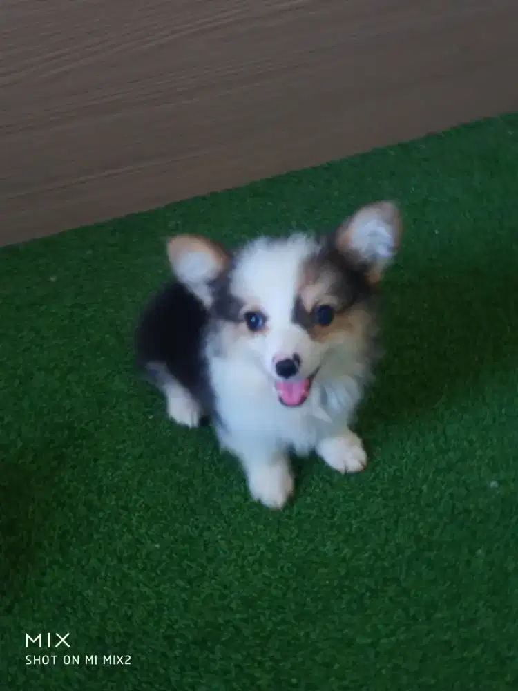 Jual Corgi jantan Fluffy Long Hair