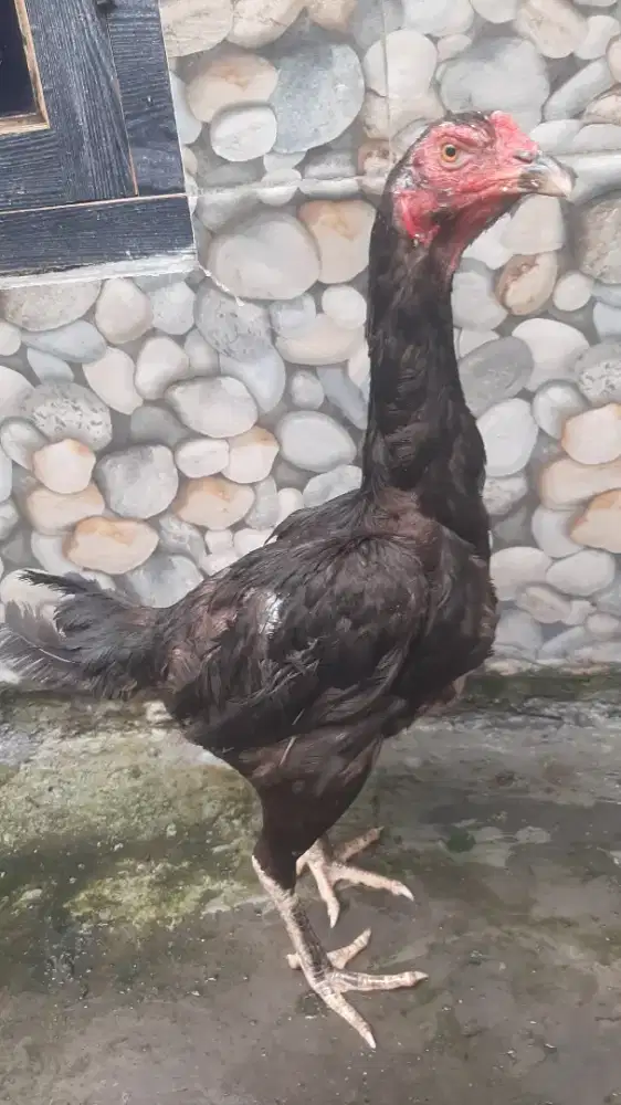 Ayam Biang Bangkok Mangon