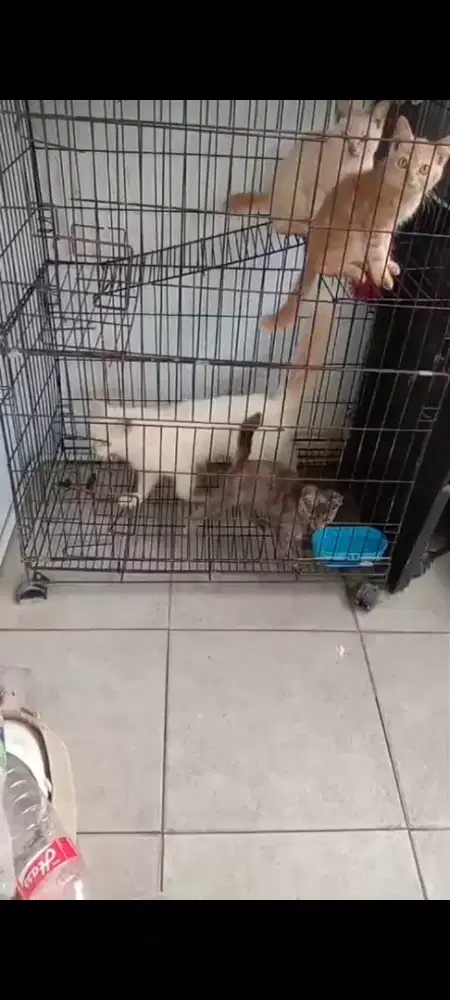 Di lepas kitten Himalaya