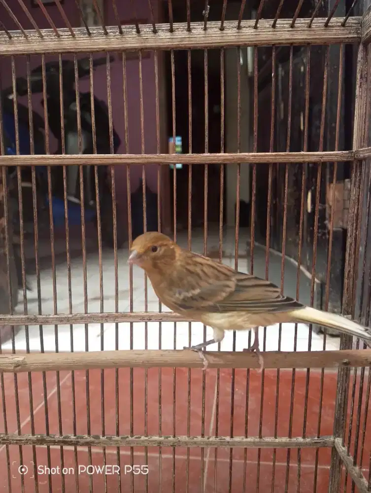 Kenari paud jantan rutgal