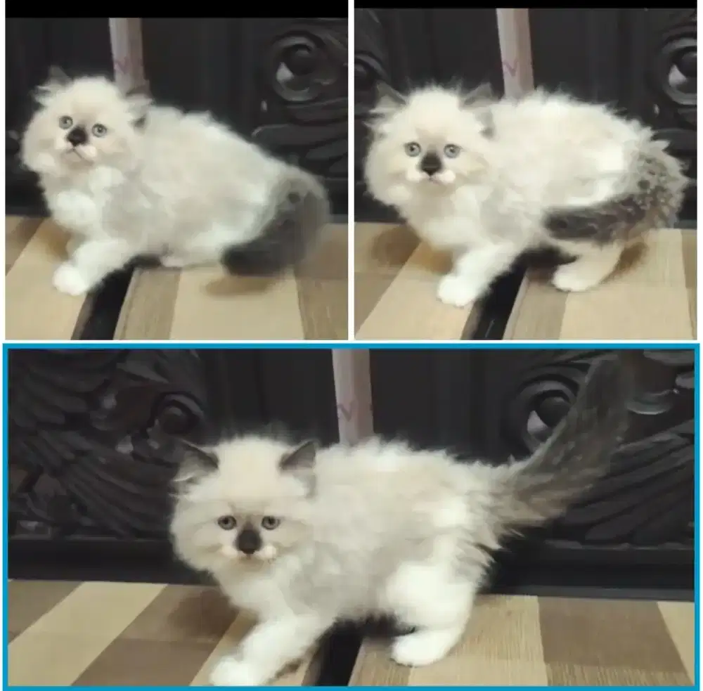 Kucing kitten ragdoll betina