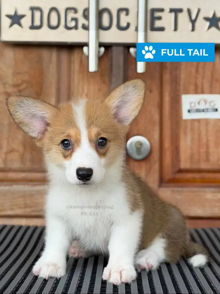 Pembroke Welsh Corgi Super Imut