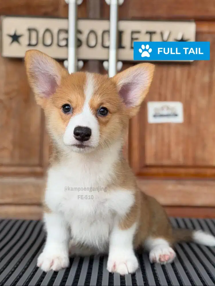 Pembroke Corgi Ceria dan Aktif