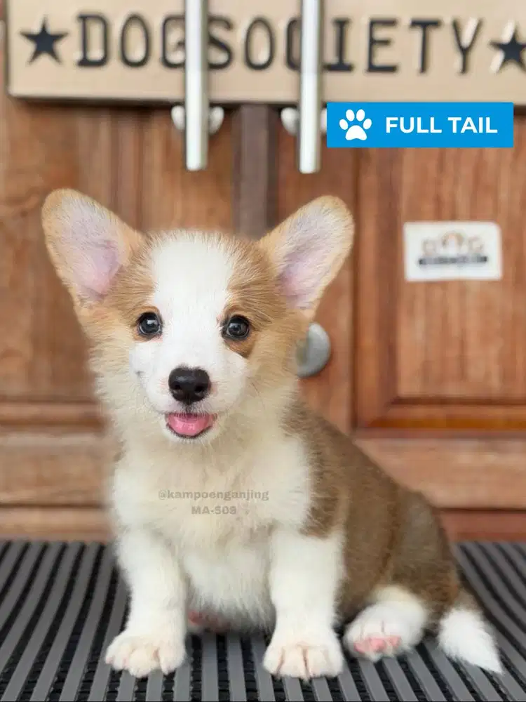 Pembroke Welsh Corgi Ramah Keluarga