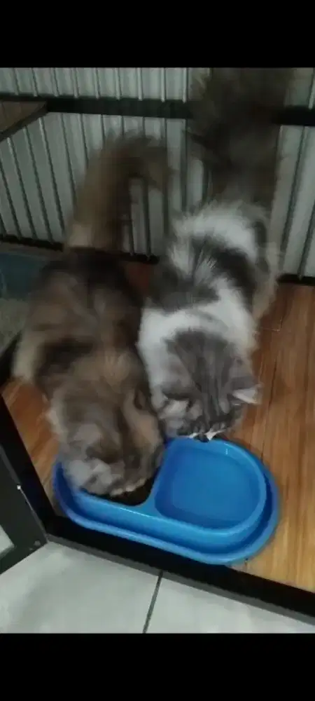 Kucing Persia flat nose