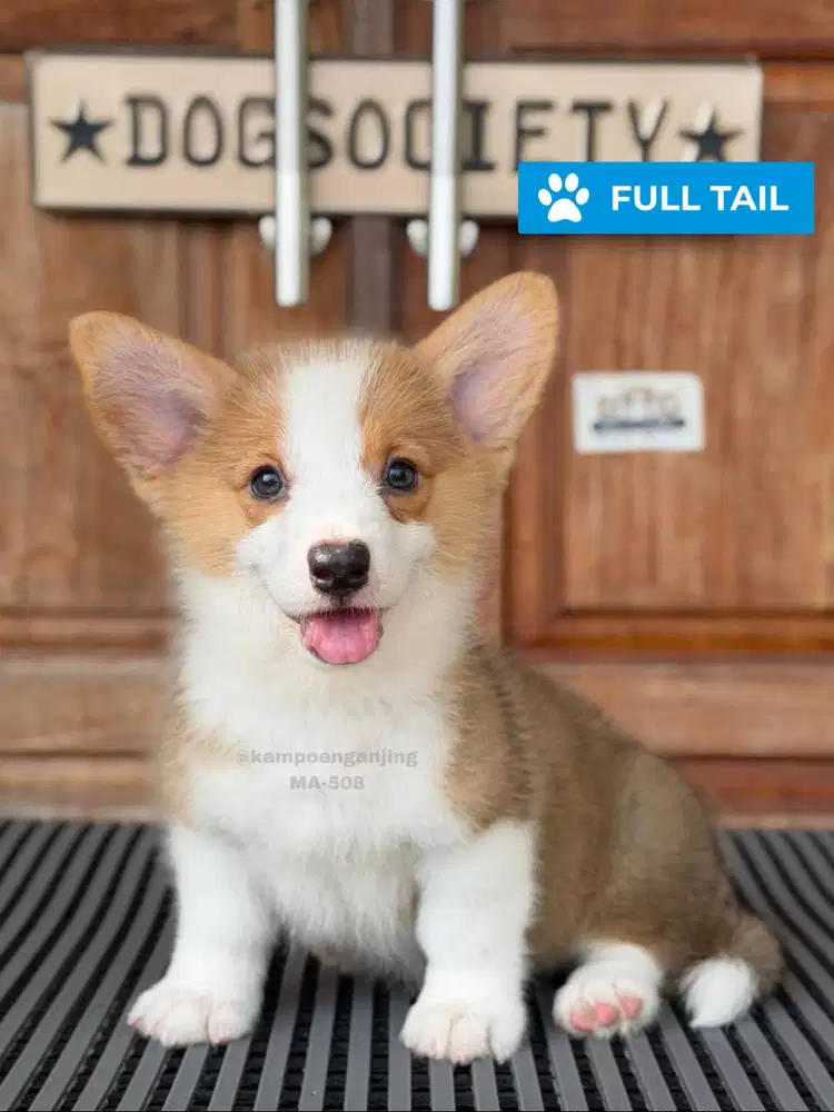 Puppy Pembroke Corgi Sehat