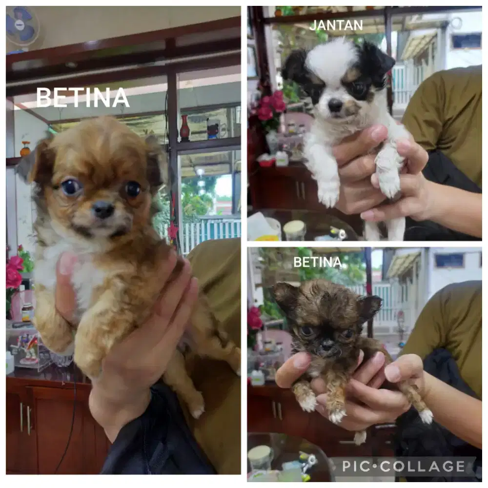 Jual chihuahua 6 betina 1 jantan