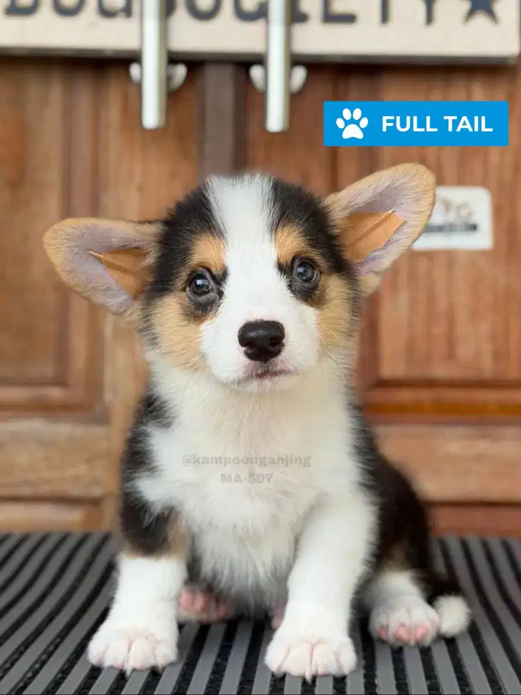 Corgi Puppy Pendek Kaki Lucu