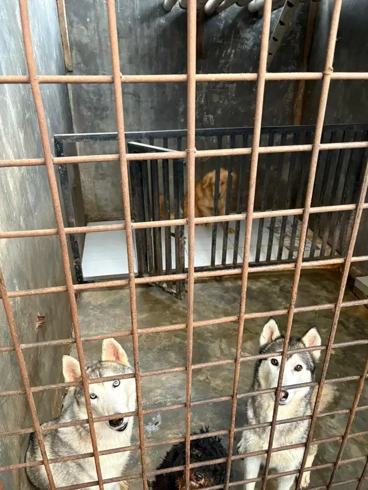 Dijual anjing siberian husky pure