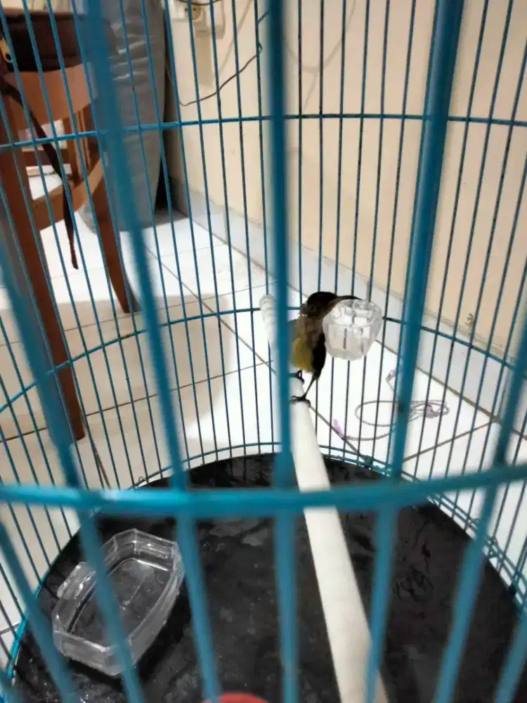 Burung konin trotolan gacor